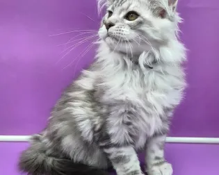 maine coon