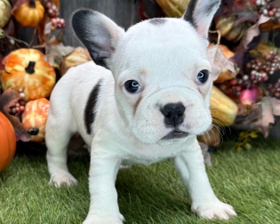 french bulldog 