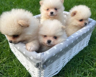 Müügil armsad pomeranian kutsikad