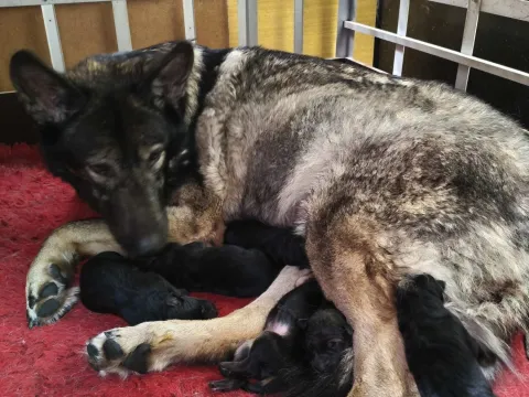 Мама и щенки