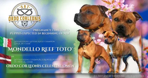 Reservations are now open. Puppies will be ready to join their new families after the appropriate age and veterinary care.  For more information, photos, and reservations, please contact Olga Gerasimska and Kennel Ordo Corleonis.