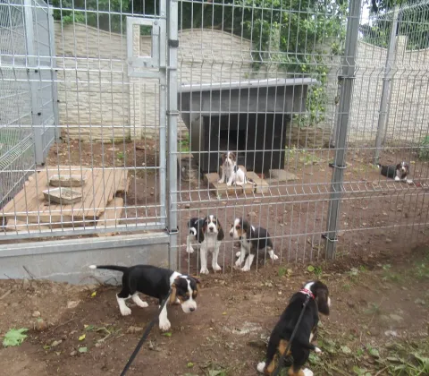 kennel Jahisarv