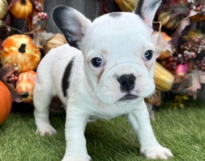 french bulldog 
