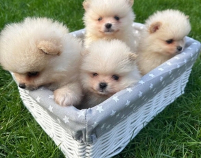 Müügil armsad pomeranian kutsikad