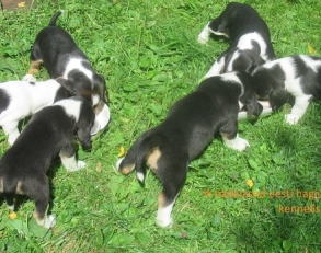 kennel Jahisarv