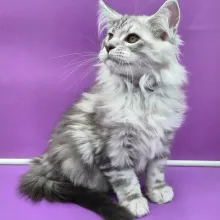 maine coon