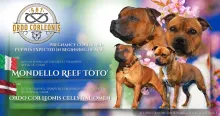 Reservations are now open. Puppies will be ready to join their new families after the appropriate age and veterinary care.  For more information, photos, and reservations, please contact Olga Gerasimska and Kennel Ordo Corleonis.