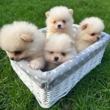 Müügil armsad pomeranian kutsikad