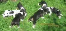kennel Jahisarv
